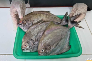 Ekspor Ikan Bawal Kalbar Tembus Pasar Malaysia, Nilai Ekonomi Capai Puluhan Juta Rupiah