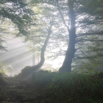 Dari Kebakaran hingga Banjir, Tata Kelola Hutan Jadi Kunci