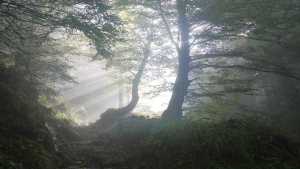 Dari Kebakaran hingga Banjir, Tata Kelola Hutan Jadi Kunci