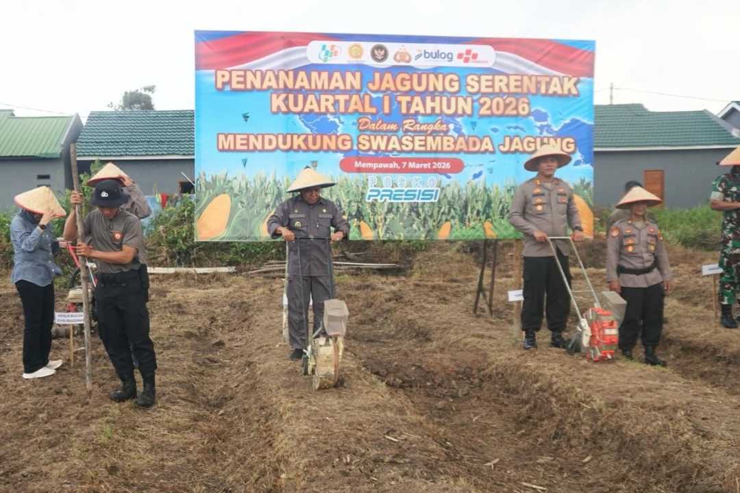 Dukung Swasembada Jagung Nasional, Polres Mempawah Gelar Tanam Raya Serentak di Desa Antibar
